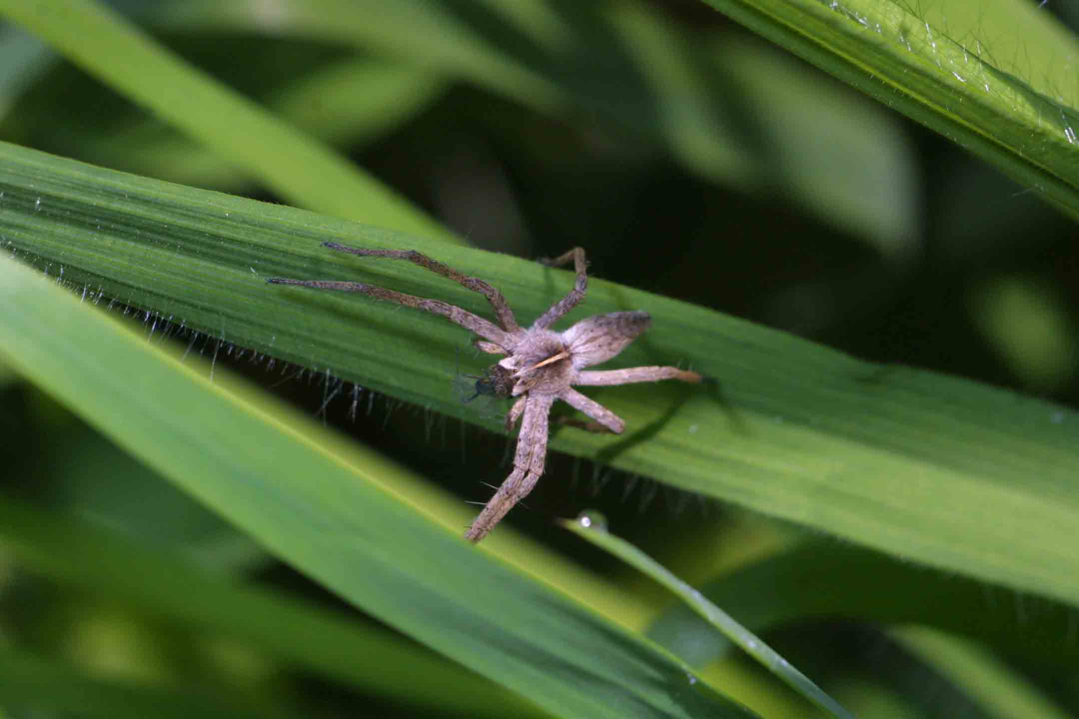 Pisaura sp.